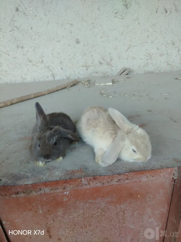 Karlik baran zoti 1 Karlik baran zoti 1