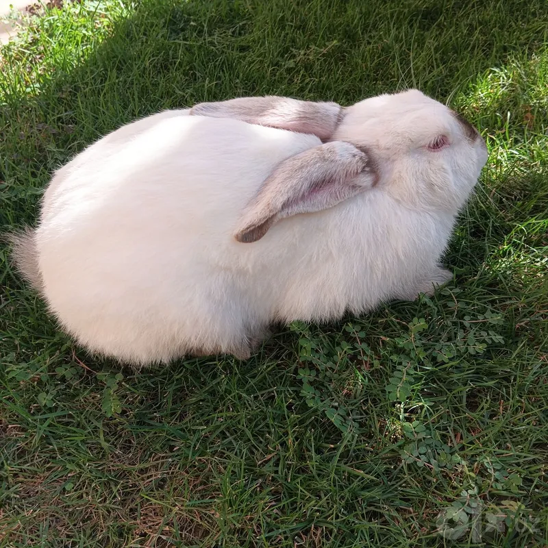 Kaliforniya quyoni 3 Kaliforniya quyoni 3