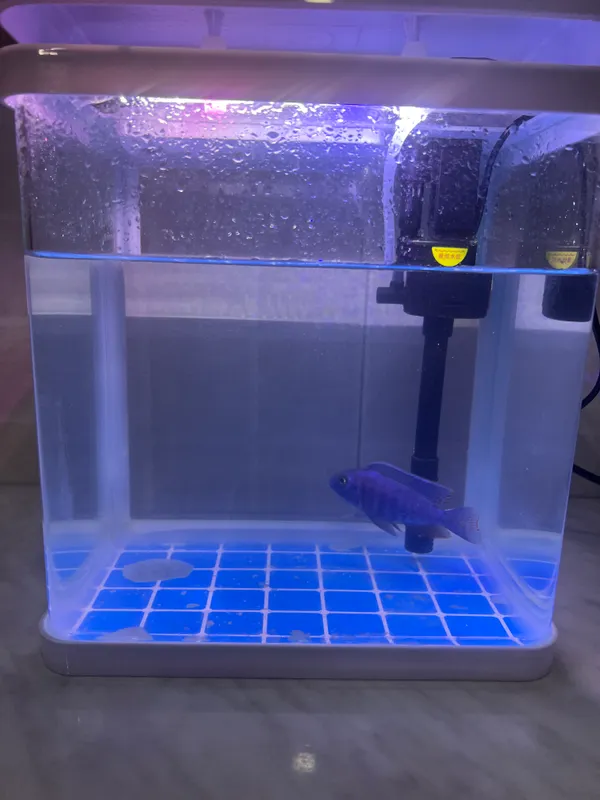 Akvarium + sotiladi filter 3
