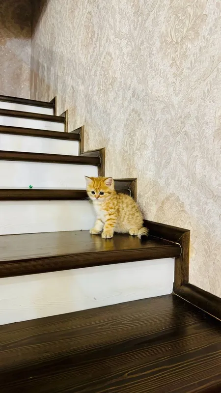 Продаётся чистокровный котята — фото 5