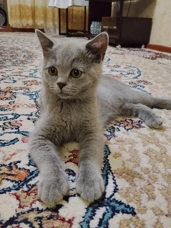 Британские котята 6 Британские котята 6