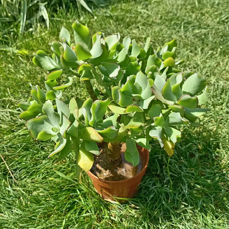 Крассула древовидная (Crassula arborescens undulatifolia) / Толстянка — фото 3