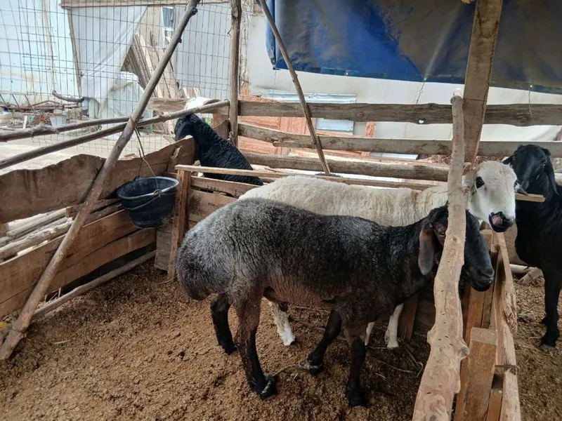 Qurbonlikka qo’chqorlar sotiladi