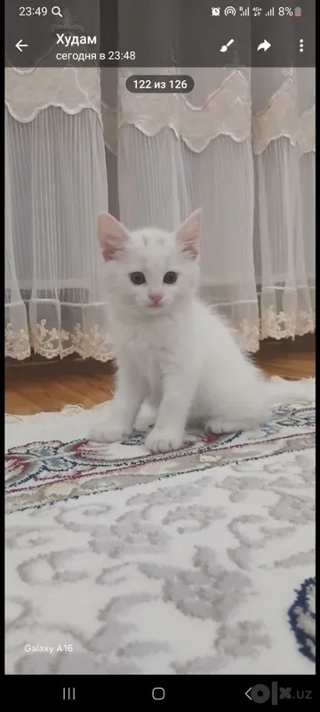 Продаётся этот котёнок 2 Продаётся этот котёнок 2