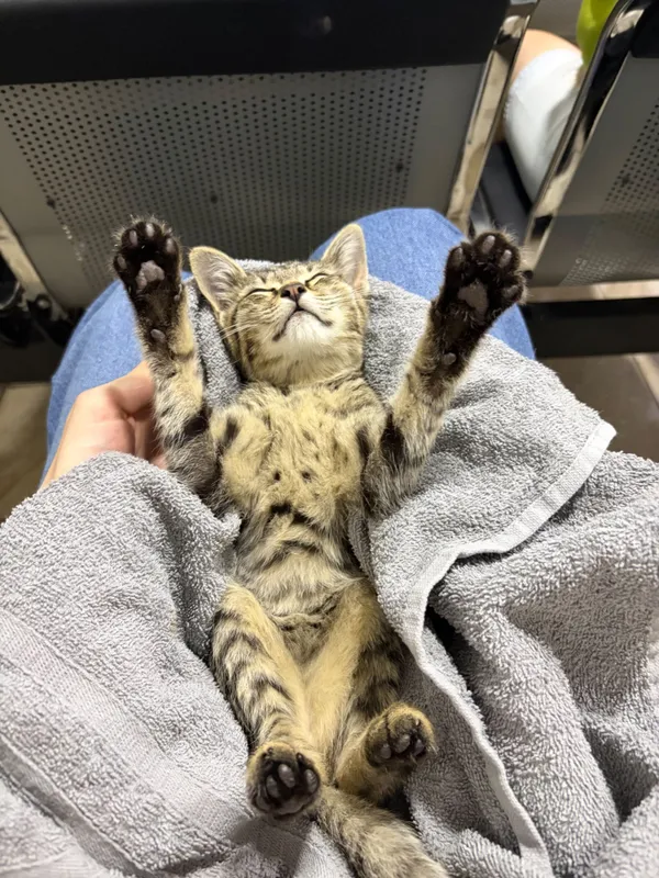 Котенок в добрые руки