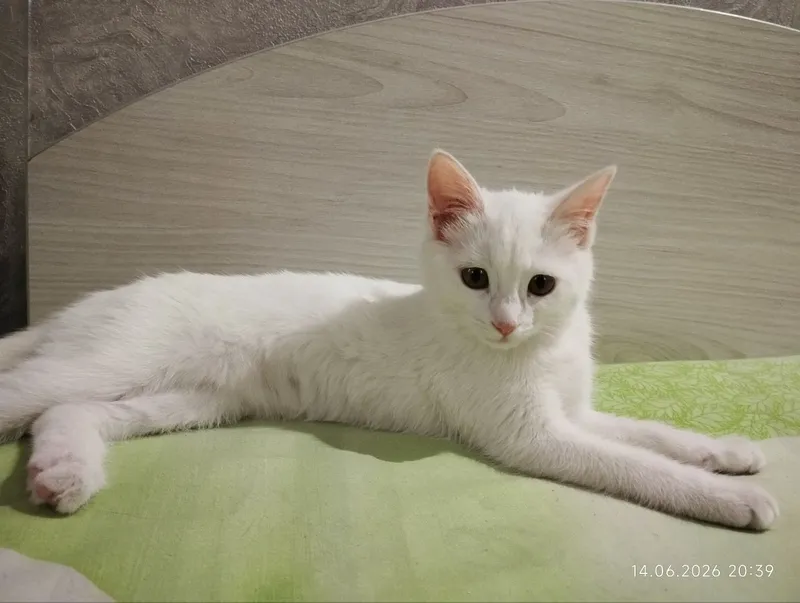 котенок девочка — фото 1