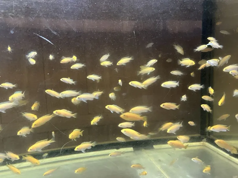 Baliq Yellow 5-6 sm Baliq Yellow 5-6 sm