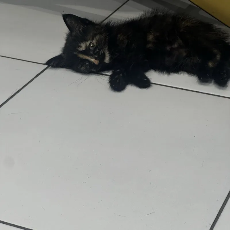 Котята домашние , Отдадим ответственным и добрым людям 2 Котята домашние , Отдадим ответственным и добрым людям 2
