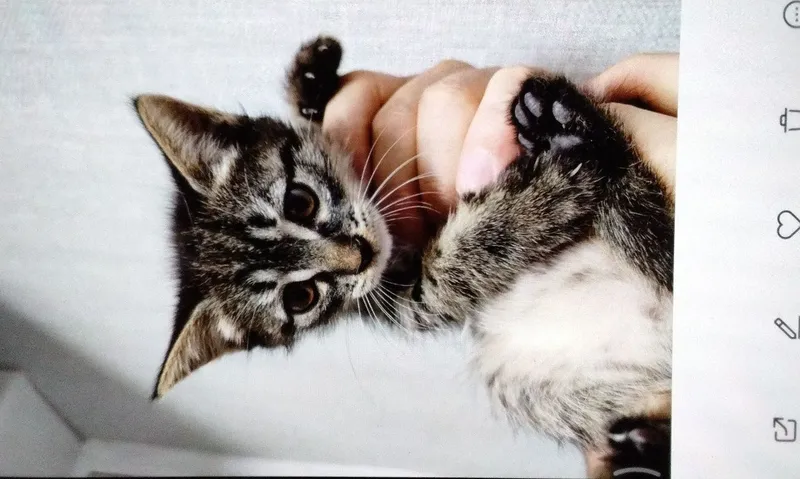 Котёнок 2 месяца 1