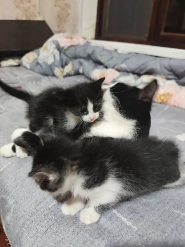 Отдаются даром котята вместе с их мамой.пока котята ещё не кушают сами 4 Отдаются даром котята вместе с их мамой.пока котята ещё не кушают сами 4