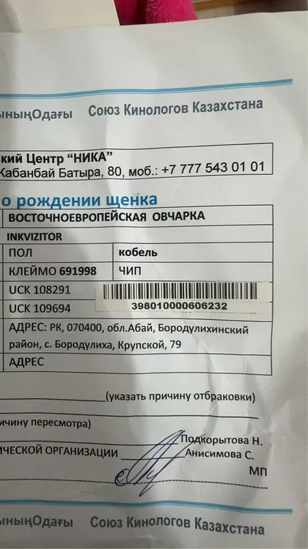 Продается восточный овчарка привазной кобель апрель год был 4 Продается восточный овчарка привазной кобель апрель год был 4