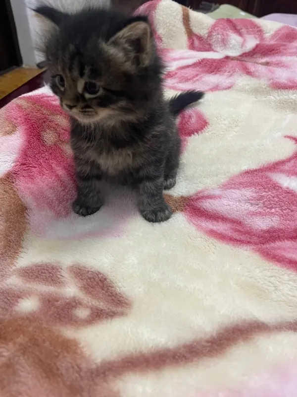 Продаётся котёнок — фото 2