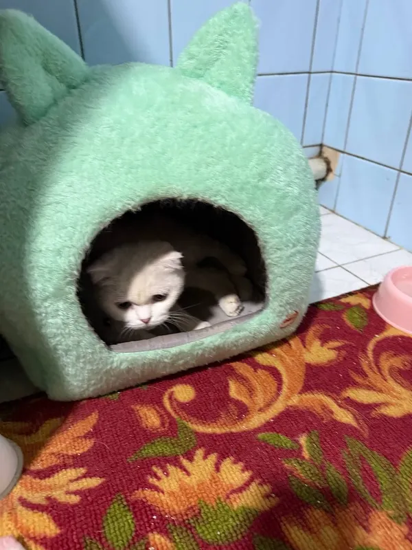 Продается кошечка и 5 котята , цена за всех — фото 1