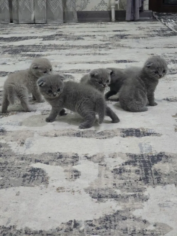 Scottish fold
