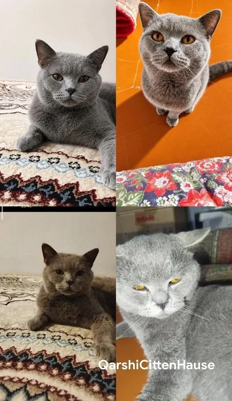 Вязка! Vyaska! VYAZKA! VIYAZKA