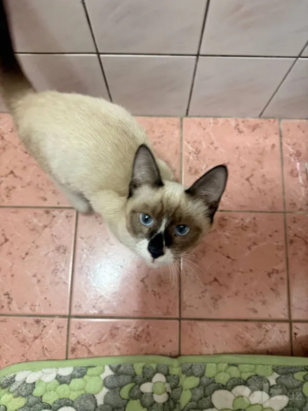 Котик ищет дом срочно 2 Котик ищет дом срочно 2