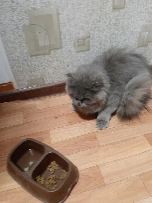Британский скотиш 2 Британский скотиш 2