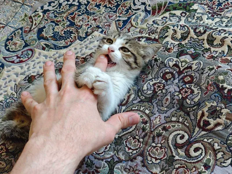 Котёнка в добрые руки! — фото 1