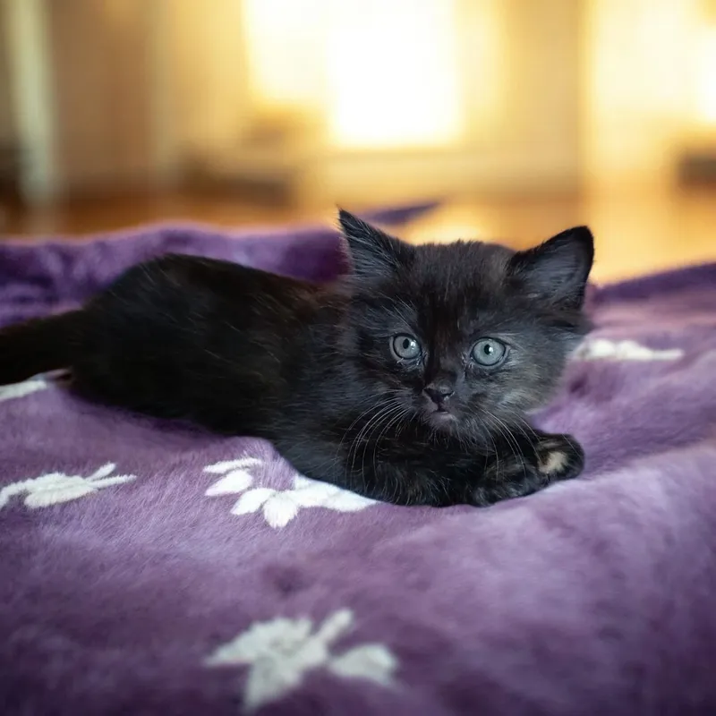 Котенок