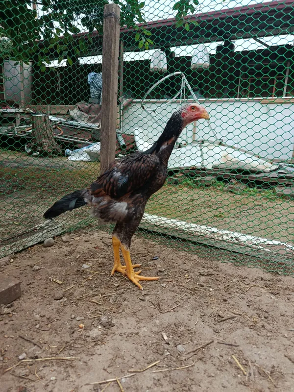 Jo'jala sotiladi bobo, dakan