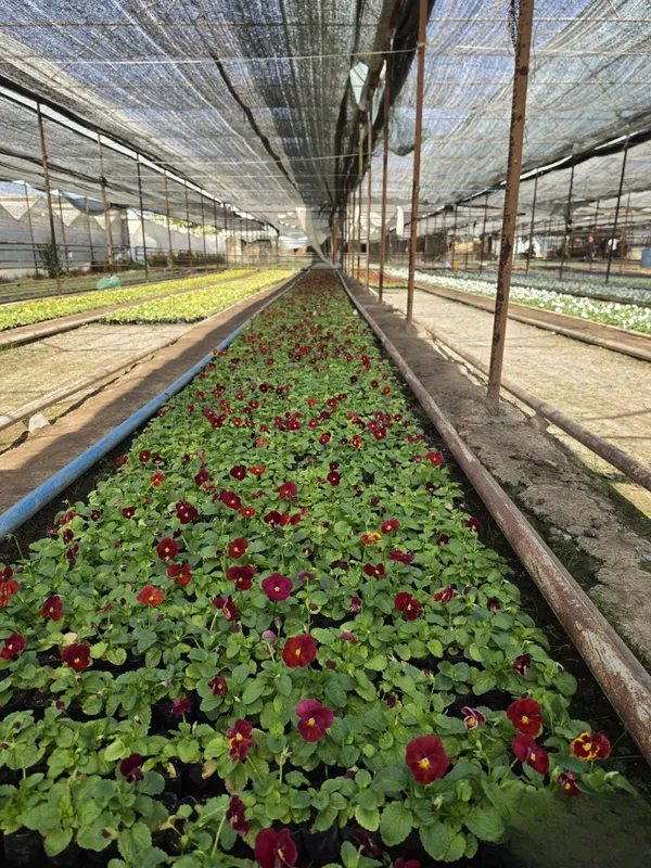 Viola Kapalak Gul 6 Viola Kapalak Gul 6