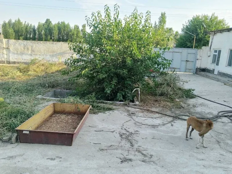 Ferma sotiladi, 13.3 sotx 40 ta buqa yoki ot boqishga mo'ljallangan 7