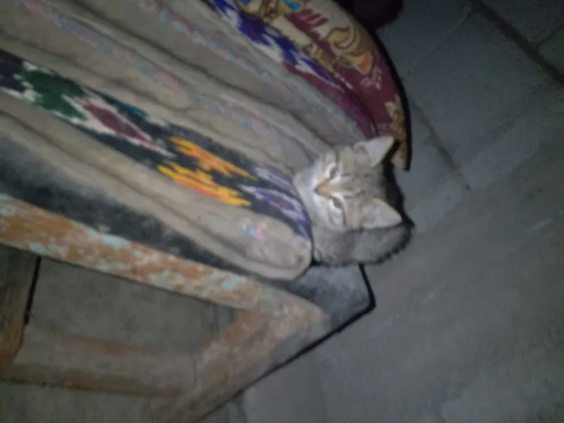 Котята 3 Котята 3