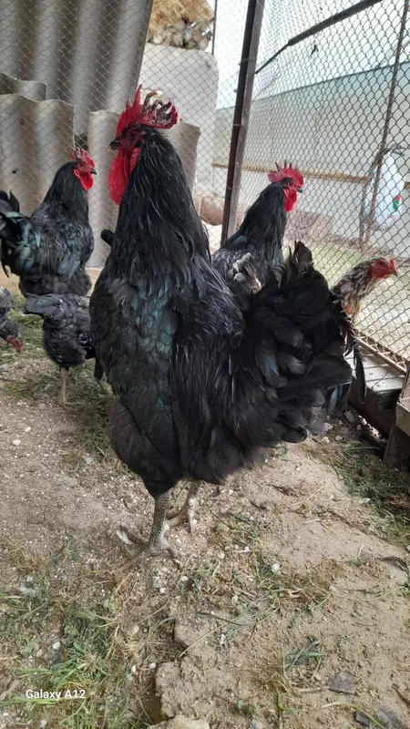 Qora shaxzoda xorozlari sotiladi gigant poroda — фото 2