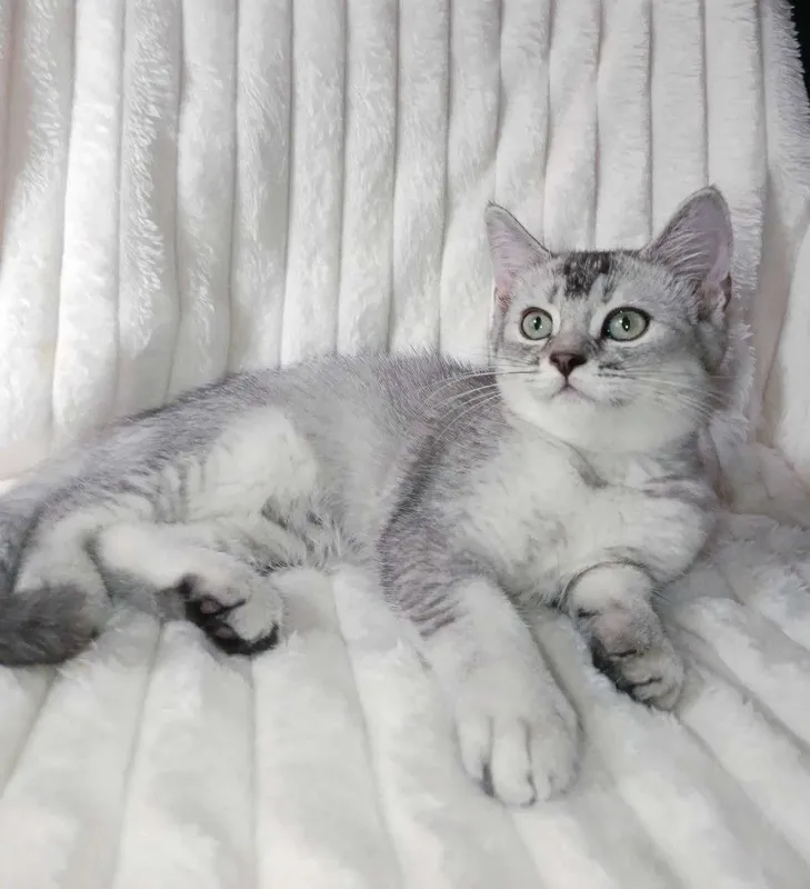 Продается котенок серебристая шиншилла, девочка.Срочно! 4 Продается котенок серебристая шиншилла, девочка.Срочно! 4