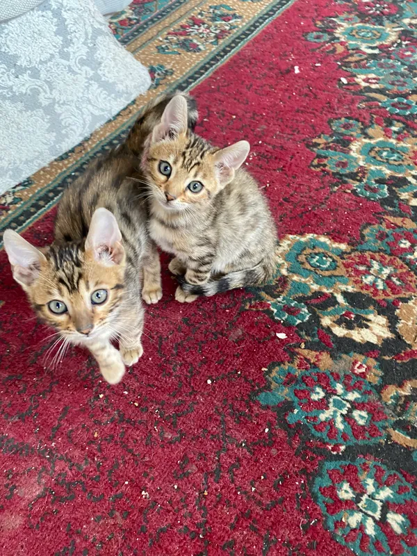 Yangi porno filmlarni tomosha qiling