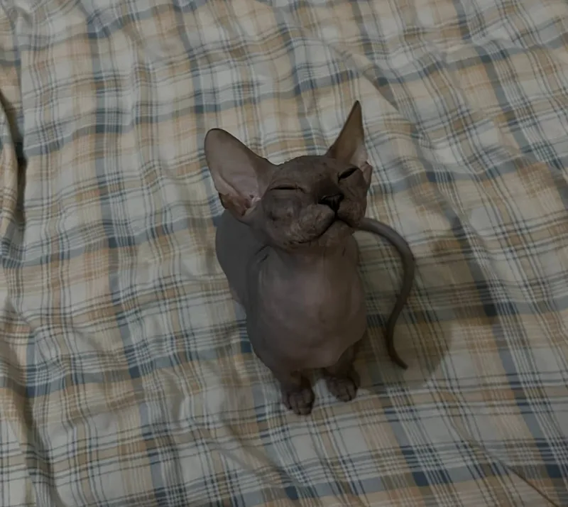 sphynx mushuklari sotiladi 1 sphynx mushuklari sotiladi 1