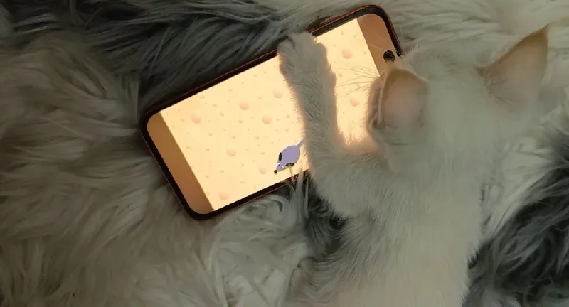 Oppo mushukcha juda shirin koʻzi kok 1 Oppo mushukcha juda shirin koʻzi kok 1