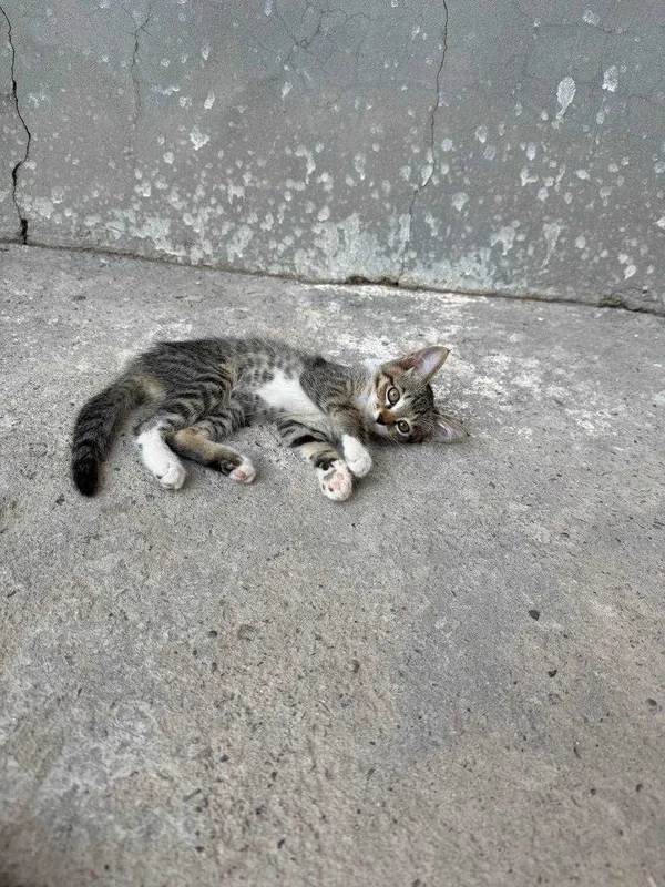 Yaxshi qo'llarga mushuk bolalari beriladi — фото 1