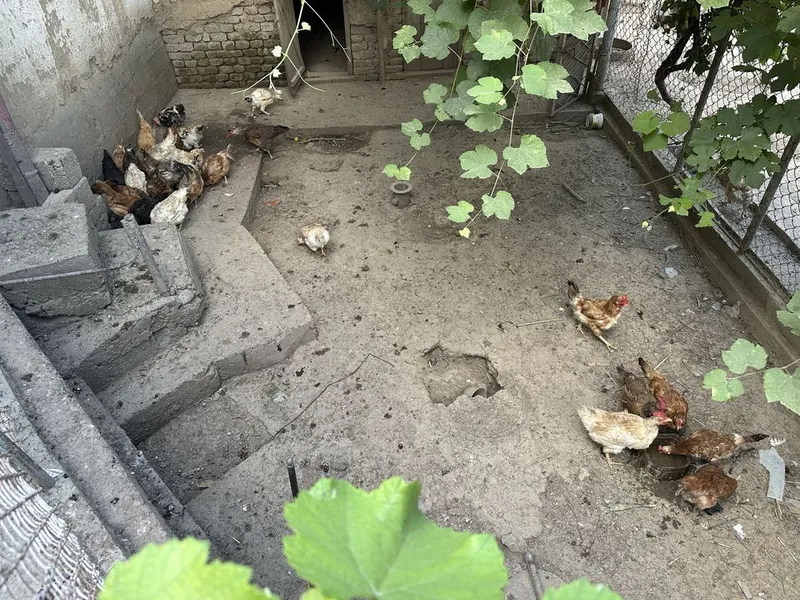 Куры домашние молодые