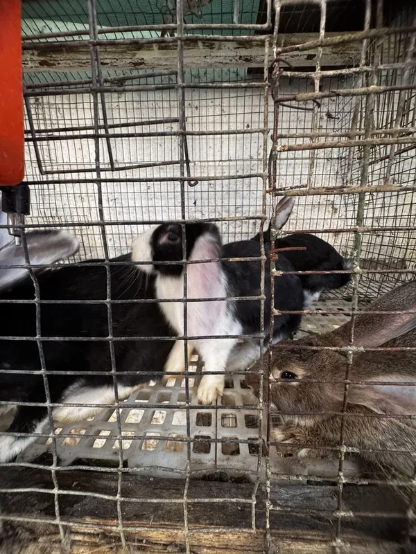 Velikan va Panda zotli quyon bolalari sotiladi — 5 kg gacha o'sadi! 6 Velikan va Panda zotli quyon bolalari sotiladi — 5 kg gacha o'sadi! 6