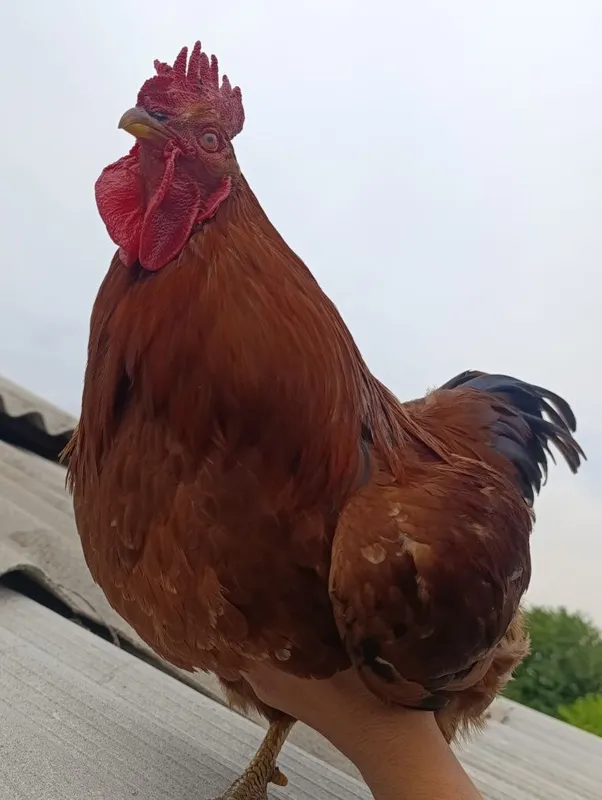 Южный корейский петух