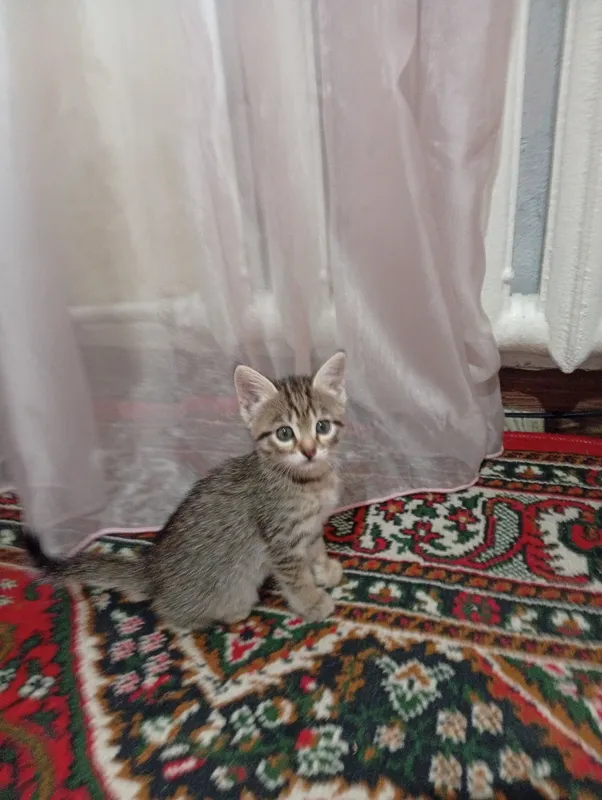 Котята бесплатно — фото 3