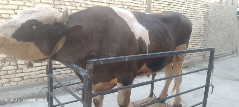 Tarozi, Mol o'lchash, Elektron Tarozi 2 tonnalik