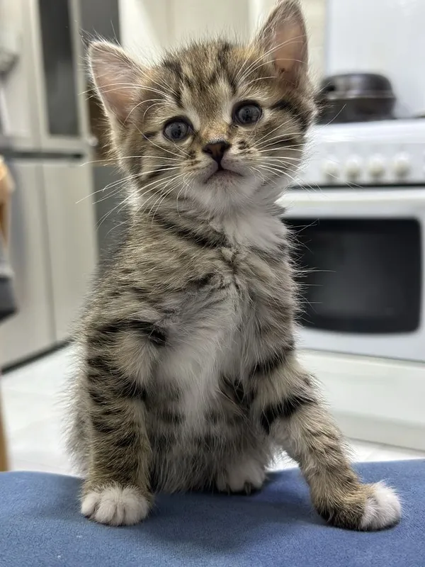 Красивые котята бесплатно — фото 1