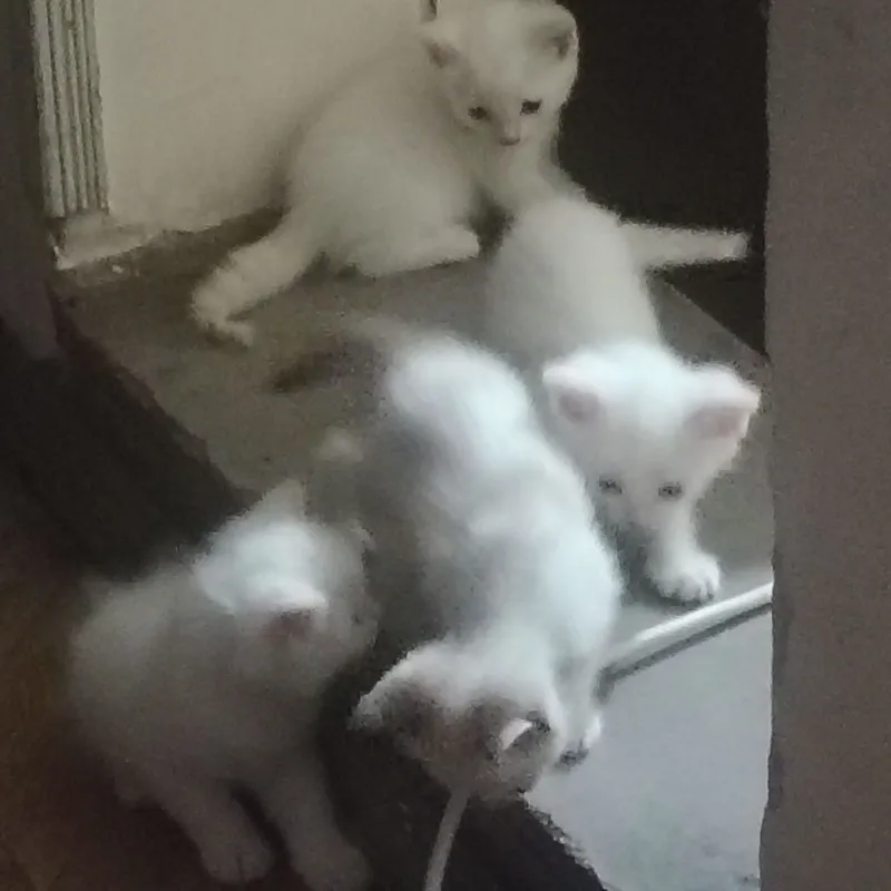 4котенка.отдаем даром 4 4котенка.отдаем даром 4