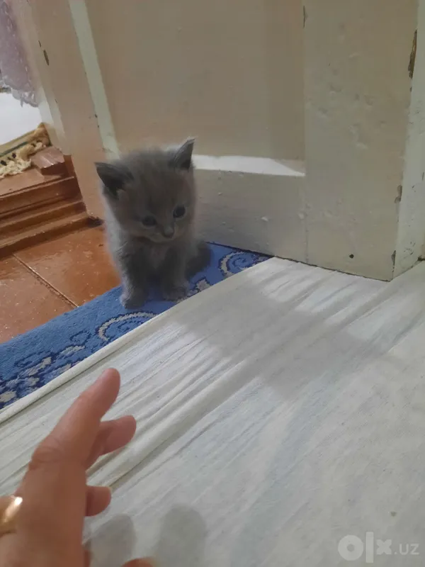 Mushukchalar sotiladi: o‘g‘il va qiz, 1 oylik 5 Mushukchalar sotiladi: o‘g‘il va qiz, 1 oylik 5