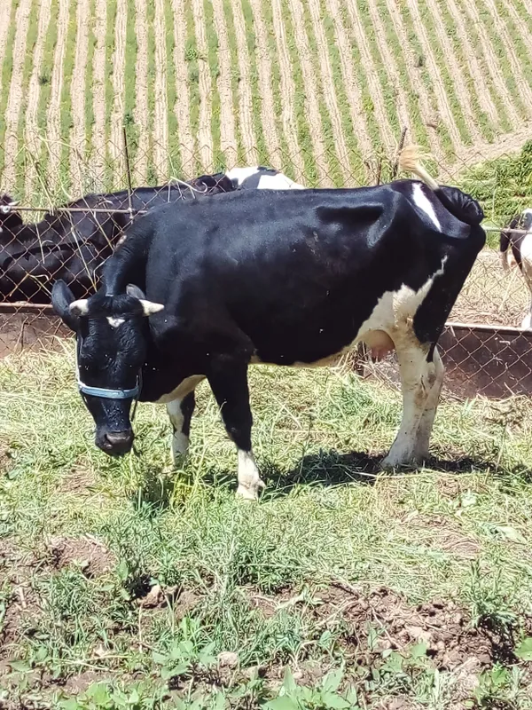 xususiy ferma
