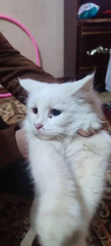 Turkish angora (odd eyes) ikki xil koʻzli Ko‘zlari — фото 1