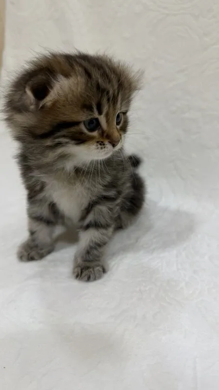 Ласковые котята Scottish , готовы к переезду в новый дом 4 Ласковые котята Scottish , готовы к переезду в новый дом 4