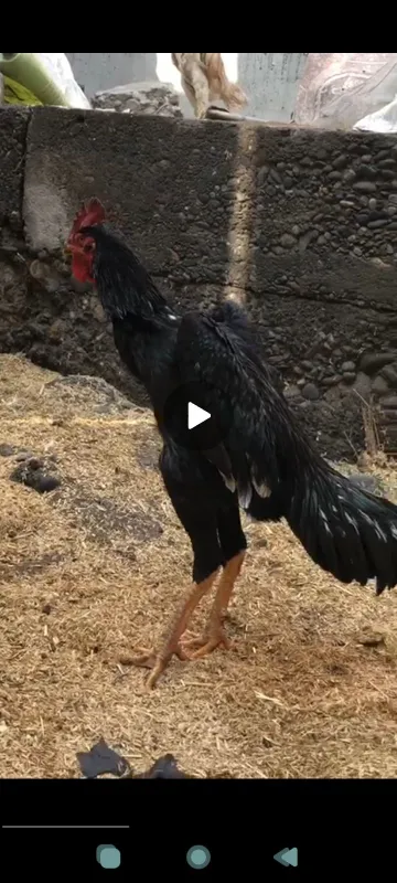 Шалпан дакан сотилади срочна — фото 1