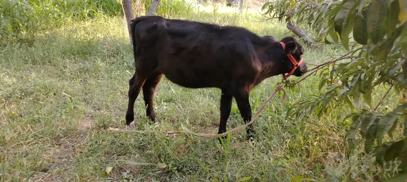 Ona bola sigir sotilasi 2 Ona bola sigir sotilasi 2