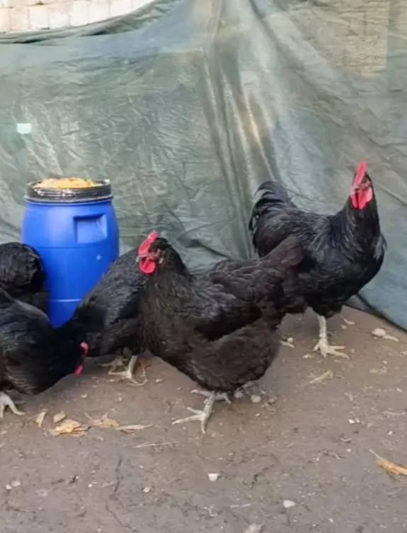 Gigant Qora Shaxzoda tumlari sotiladi — фото 1