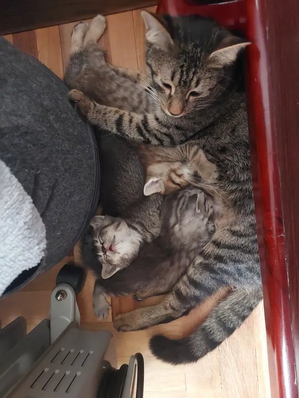 Котята в добрые руки — фото 6