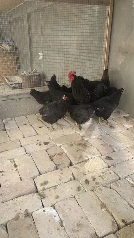 Andijon tovuq 5oydan oshdi Andijon tovuq 5oydan oshdi