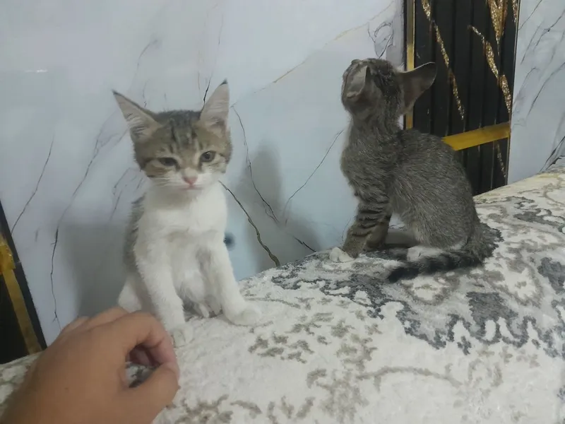 Котёнок в подарок 5 Котёнок в подарок 5